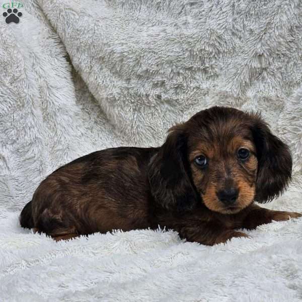 Tom, Dachshund Puppy